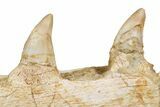 Mosasaur (Halisaurus) Jaw Section with Five Teeth - Morocco #260365-4